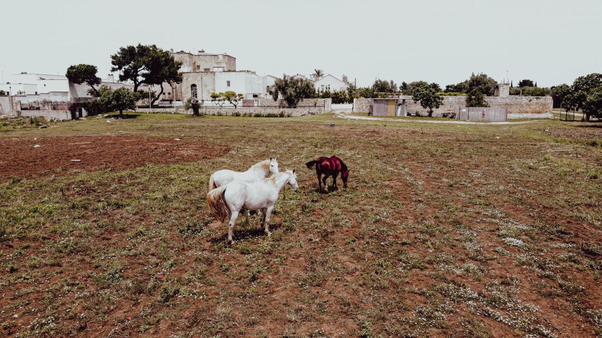 Masseria Francescani ตอร์เรเคียนกา ภายนอก รูปภาพ